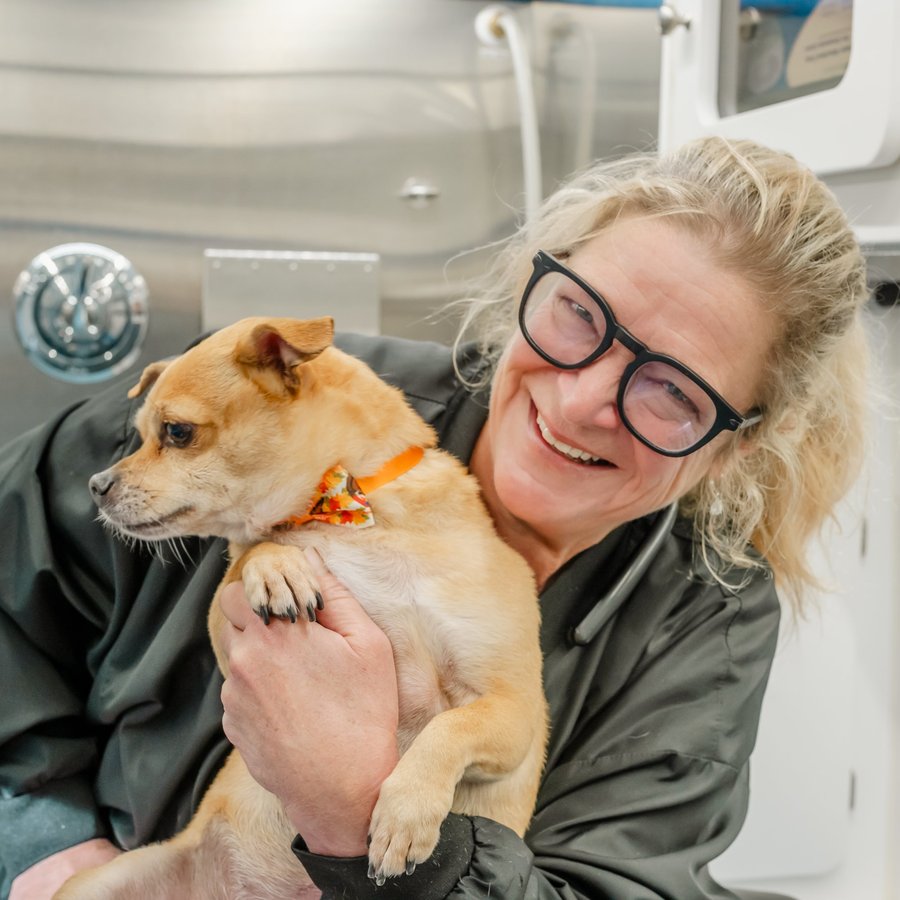 Professional pet groomer with a freshly bathed dog